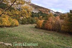 Vallon de Nans, forêt de hêtres et d'érables, Terres d'émotions, Randonnée dans le 06