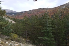 Vallon de Nans, forêt de hêtres et d'érables, Terres d'émotions, Randonnée dans le 06