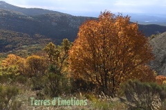 Vallon de Nans, forêt de hêtres et d'érables, Terres d'émotions, Randonnée dans le 06