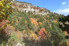 Vallon de Nans, forêt de hêtres et d'érables, Terres d'émotions, Randonnée dans le 06