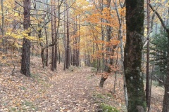 Vallon de Nans, forêt de hêtres et d'érables, Terres d'émotions, Randonnée dans le 06