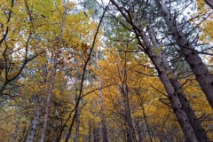 Vallon de Nans, forêt de hêtres et d'érables, Terres d'émotions, Randonnée dans le 06