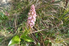 IMG_20220227_144449_1