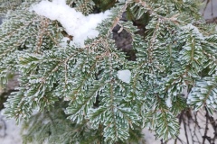 Col d\'anelle, Saint Dalmas le Selvage, Terres d\'émotions, Randonnée dans le 06