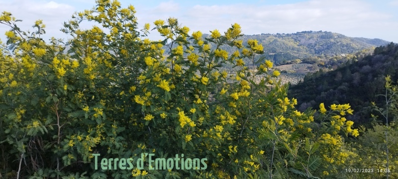 Mimosas Tanneron, Randonnée dans le 06, Terres d'émotions