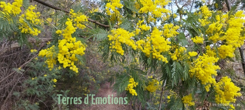 Mimosas Tanneron, Randonnée dans le 06, Terres d'émotions