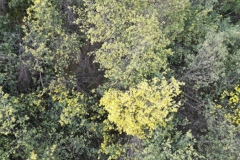 Mimosas Tanneron, Randonnée dans le 06, Terres d'émotions