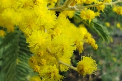 Mimosas Tanneron, Randonnée dans le 06, Terres d'émotions