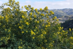 Mimosas Tanneron, Randonnée dans le 06, Terres d'émotions