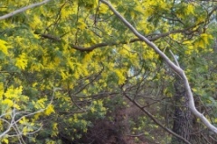 Mimosas Tanneron, Randonnée dans le 06, Terres d'émotions