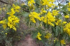 Mimosas Tanneron, Randonnée dans le 06, Terres d'émotions