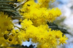 Mimosas Tanneron, Randonnée dans le 06, Terres d'émotions