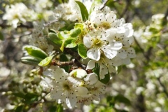 Bouyon, Bezaudun, L'estellier, Terres d'émotions, Randonnée dans le 06, Le cheiron, Mercantour
