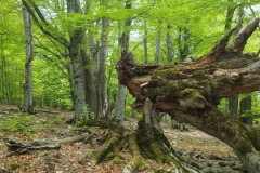 Entrevaux, Val de chalvagne, Pic Chabran, Sommet du countet, Chapelle st Jean du désert, Terres d'émotions, Randonnée dans le 06