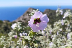 Cap Sicié, Notre dame du mai, Plage de Fabregas, Six Fours le splages, Randonnée dans le 83, Terres d'émotions, Les Embiez, Saint Mandrier
