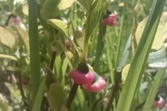 IMG_20230618_111520_1