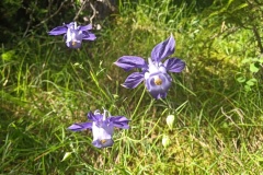 Hameau de Vignols, Gypaëte, Vallée de la Tinée, la Vioniène, terres d'émotions, Randonnée dans le 06