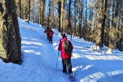 Bois Tailler, Valberg, Mercantour, Terres d'émotions, Randonnée dans le 06