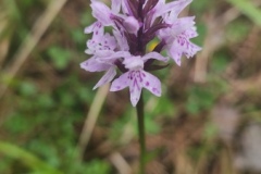 Montagne de la Lette, Entrevaux, St Leger, Randonnée dans le 06, terres d'émotions, Vallée du Var