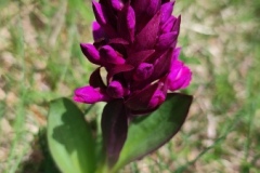 Plateau de longon, Refuge, Terres d'émotions, randonnée dans le 06 Mounier