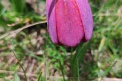 Plateau de longon, Refuge, Terres d'émotions, randonnée dans le 06 Mounier