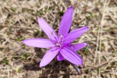 Plateau de longon, Refuge, Terres d'émotions, randonnée dans le 06 Mounier