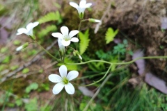 Plateau de longon, Refuge, Terres d'émotions, randonnée dans le 06 Mounier