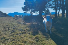Mont Falourde, Bairols, Vallée de la Tinée, Massoins, Terres d