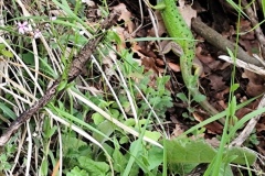 Circuit des colettes, Randonnée dans le 04, Soleilhas, Terres d'émotions, Le teillon, Vallée de l'estéron