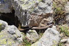 Lacs du Clot Barrat, Vallon d'anduébis; Terres d'émotions, La Colmiane.