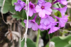 Lacs du Clot Barrat, Vallon d'anduébis; Terres d'émotions, La Colmiane.