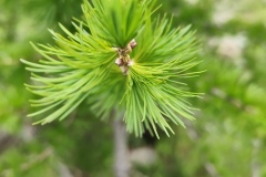 Lacs du Clot Barrat, Vallon d'anduébis; Terres d'émotions, La Colmiane.