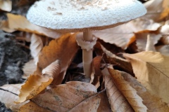 Annot, Le  Fugeret, Châtaignes, Forêts, sentiers médiévales, Chapelles, Histoires anciennes, Terres d'émotions, Randonnée dans le 04