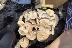 Annot, Le  Fugeret, Châtaignes, Forêts, sentiers médiévales, Chapelles, Histoires anciennes, Terres d'émotions, Randonnée dans le 04