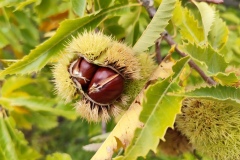Annot, Le  Fugeret, Châtaignes, Forêts, sentiers médiévales, Chapelles, Histoires anciennes, Terres d'émotions, Randonnée dans le 04