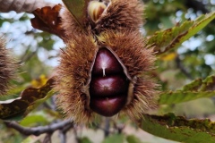 Annot, Le  Fugeret, Châtaignes, Forêts, sentiers médiévales, Chapelles, Histoires anciennes, Terres d'émotions, Randonnée dans le 04