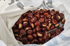 Annot, Le  Fugeret, Châtaignes, Forêts, sentiers médiévales, Chapelles, Histoires anciennes, Terres d'émotions, Randonnée dans le 04