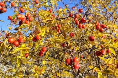 Terres d'émotions, Roya , Tinée, Couleurs d'automne, Sommets enneigés, estives de montagnes, randonnée dans le 06