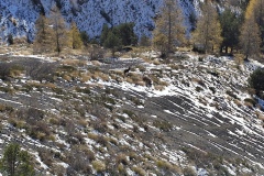 Plateau de Longon, Vignols, Mercantour, Roubion, Terres d'émotions, randonnée dans le 06