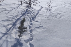 Lacs des Adus, col de Salèse, Le Boréon, Neige poudreuse, terres d'émotions, randonnée dans le 06
